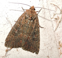 Hypoperigea tonsa
