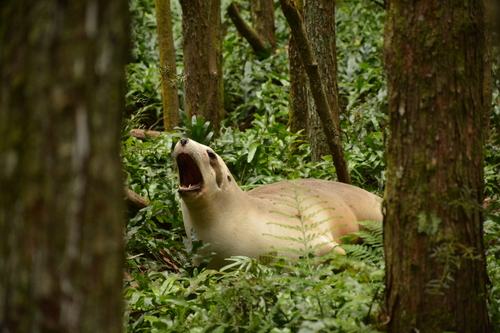 New Zealand Sea Lion, Clutha-Distrikt, Otago, Neuseeland, photo 6 of 10