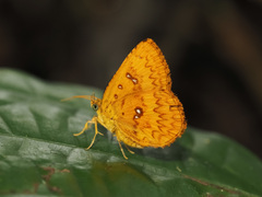 Tetragonus lycaenoides