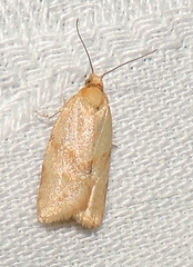 Clepsis therina