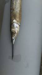 Hemiramphus saltator