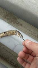 Hemiramphus saltator