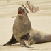 New Zealand Sea Lion - Photo (c) Christian Kropf, some rights reserved (CC BY-NC), uploaded by Christian Kropf