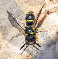 Leptochilus andalusicus