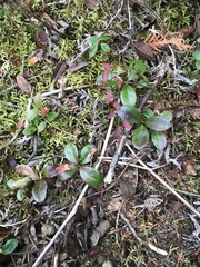 Gaultheria procumbens image