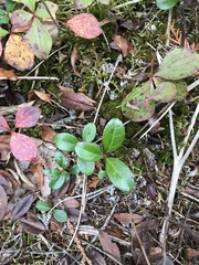 Gaultheria procumbens image