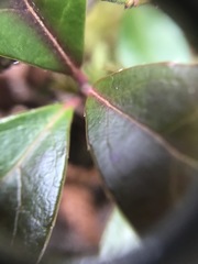 Gaultheria procumbens image