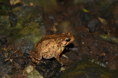 Ingerophrynus biporcatus