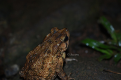 Ingerophrynus biporcatus