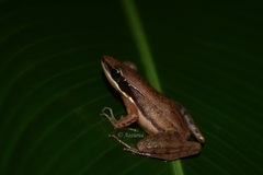 Indosylvirana nicobariensis