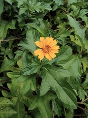 Sphagneticola trilobata