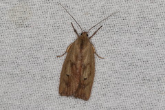 Cryptolechia triphaenatella