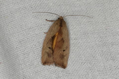 Cryptolechia triphaenatella