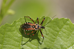 Rhynocoris punctiventris