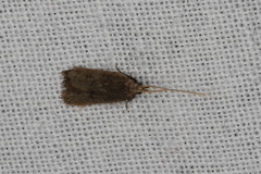 Lecithocera terrigena