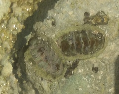 Acanthopleura granulata image