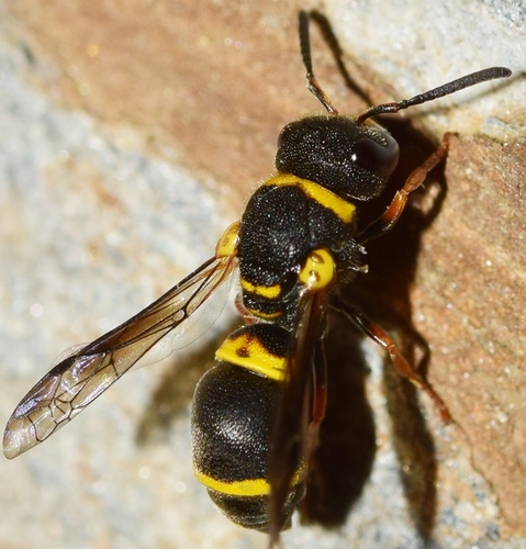 Leptochilus duplicatus · iNaturalist