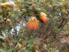 Diplolaena dampieri