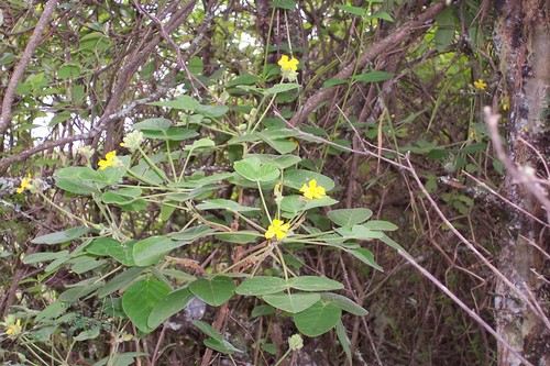 Oxalis psoraleoides image