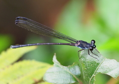 Devadatta kompieri