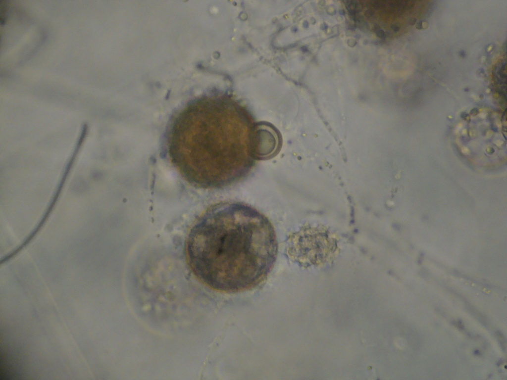 Phlyctochytriaceae