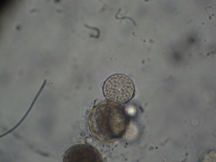Chytridiomycota