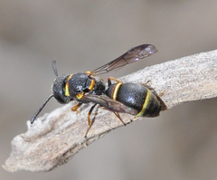 Leptochilus medanae