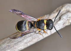 Leptochilus medanae