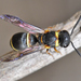 Leptochilus medanae - Photo (c) faluke,  זכויות יוצרים חלקיות (CC BY-NC), הועלה על ידי faluke