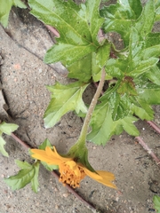 Sphagneticola trilobata