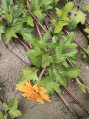 Sphagneticola trilobata