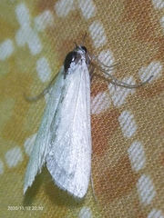 Lepidoptera