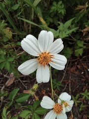 Bidens alba