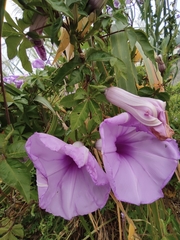 Ipomoea cairica