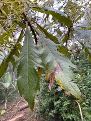 Bocconia frutescens