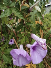 Ipomoea cairica
