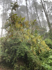 Bocconia frutescens
