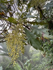 Bocconia frutescens