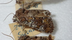 Crypsedra gemmea