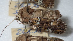Crypsedra gemmea
