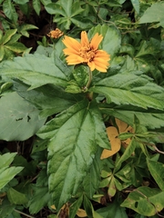 Sphagneticola trilobata