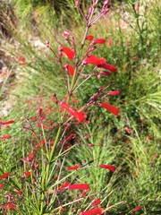 Russelia equisetiformis