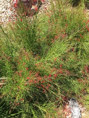 Russelia equisetiformis