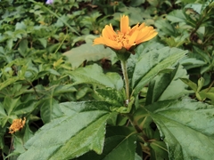 Sphagneticola trilobata