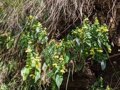 Lindenbergia grandiflora