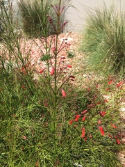 Russelia equisetiformis