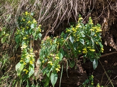 Lindenbergia grandiflora