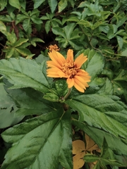 Sphagneticola trilobata