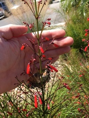 Russelia equisetiformis