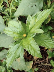 Sphagneticola trilobata